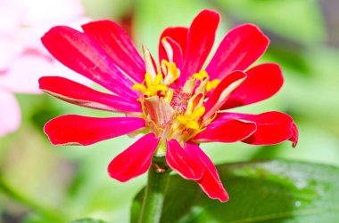 Tayland 'daki pembe zinnia çiçeğini kapat..