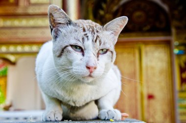 Tayland Tayland beyaz kedi portresi.