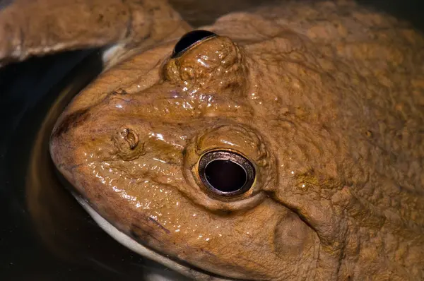 Tayland Kurbağası, Tayland.