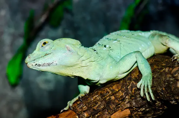 Yeşil Basilisk, Tayland 'a yakın..