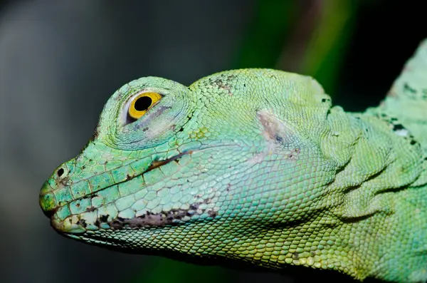 Yeşil Basilisk, Tayland 'a yakın..
