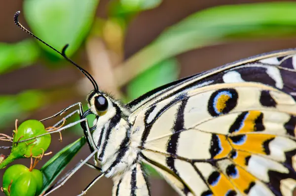 Beautiful butterfly on flower in public park, Thailand.