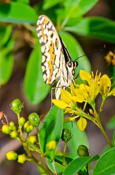 Beautiful butterfly on flower in public park, Thailand.