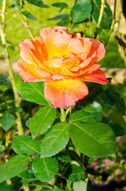 Tayland portakallı gülüne yakın..