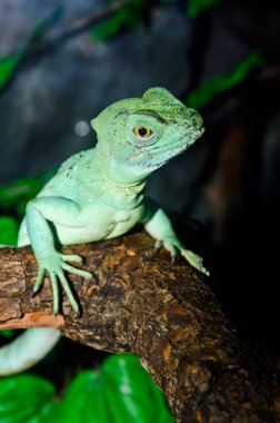 Yeşil Basilisk, Tayland 'a yakın..