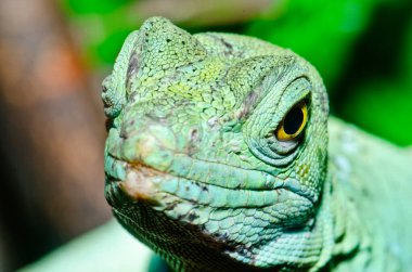 Yeşil Basilisk 'in baş görüntüsü, Tayland.