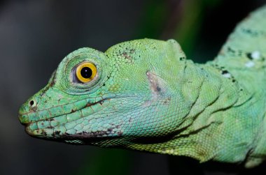 Yeşil Basilisk 'in baş görüntüsü, Tayland.
