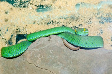 Big-eyes Pitviper ya da Cryptelytrops, Tayland 'a yakın..