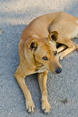 bahçede, Tayland Tayland köpek.