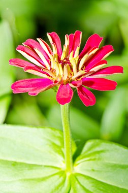 Tayland 'daki pembe zinnia çiçeğini kapat..