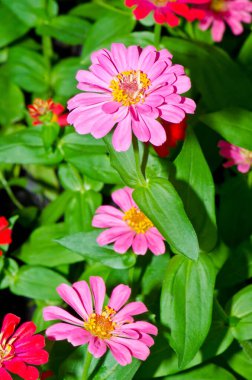 Tayland 'daki pembe zinnia çiçeğini kapat..