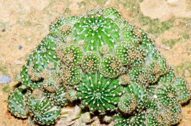 Euphorbia echinus kaktüs, Tayland 'a yakın..