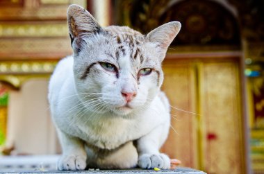Tayland Tayland beyaz kedi portresi.