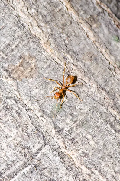 Tayland, ağaç yüzeyinde bir karınca.