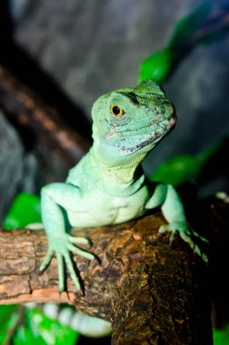 Yeşil Basilisk, Tayland 'a yakın..