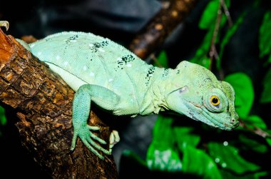 Yeşil Basilisk, Tayland 'a yakın..