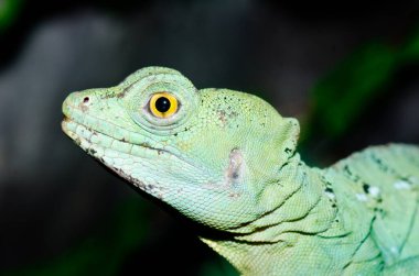 Yeşil Basilisk, Tayland 'a yakın..