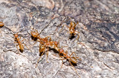 Ağaçta kırmızı karıncalar, Tayland.