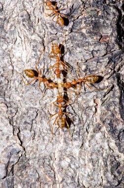 Ağaçta kırmızı karıncalar, Tayland.