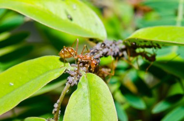 Ağaçta kırmızı karıncalar, Tayland.
