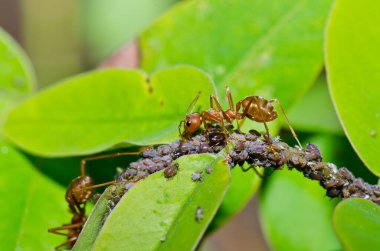 Ağaçta kırmızı karıncalar, Tayland.