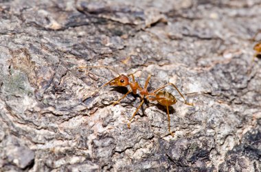 Ağaçta kırmızı karınca, Tayland.