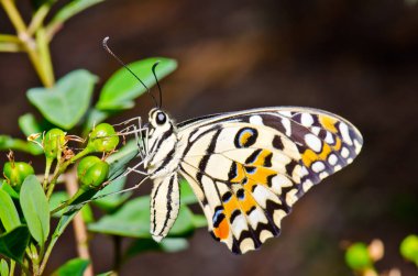 Beautiful butterfly on flower in public park, Thailand.