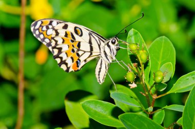 Beautiful butterfly on flower in public park, Thailand.