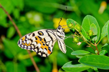 Beautiful butterfly on flower in public park, Thailand.