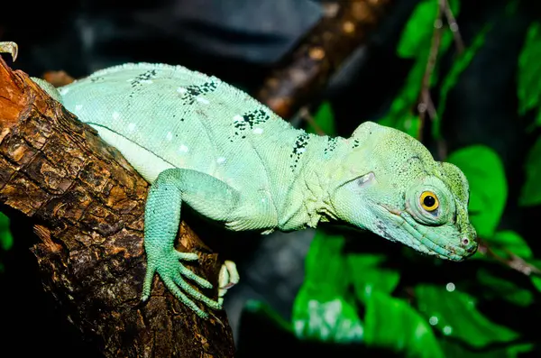 Yeşil Basilisk, Tayland 'a yakın..