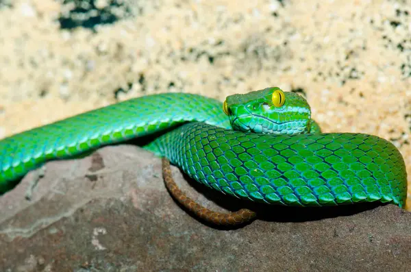 Big-eyes Pitviper ya da Cryptelytrops, Tayland 'a yakın..