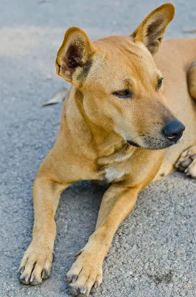 bahçede, Tayland Tayland köpek.