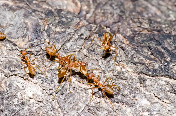 Ağaçta kırmızı karıncalar, Tayland.