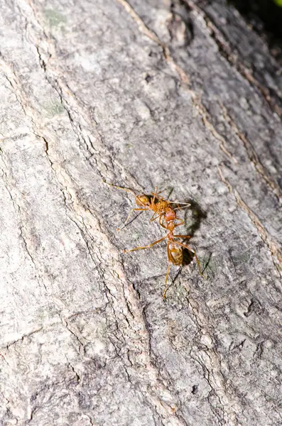 Ağaçta kırmızı karıncalar, Tayland.
