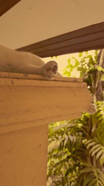 Hayvan Serisi: Beyaz bir Tayland kedisi bir sütunun üzerinde dinleniyor. Kısa saçlı kedi. Tayland 'ın yerli hayvanları. Tembel kedi..