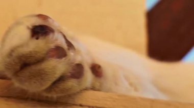 Hayvan Serisi - Beyaz bir Tayland kedisi bir sütunun üzerinde dinleniyor. Kısa saçlı kedi. Tayland 'ın yerli hayvanları. Tembel kedi. Bir kedi rahatça uyuyor..