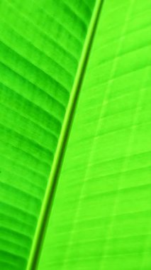 Doğal Seriler: yeşil muz yaprakları. Yaprak arkaplan ve doku. Parlak yeşil yüzey ve muz yaprağı çizgileri.