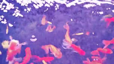 Hayvan Serisi: Temiz ve temiz suda bir süs balığı sürüsü. Yukarıdan balık havuzuna bakan balıklar. Kırmızı süs balığı, sevimli bir evcil hayvan ve sahibine iyi şans getirdiğine inanılır..