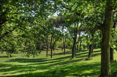 Parks of the Villa Borghese with trees in the sunlight, Rome, Italy