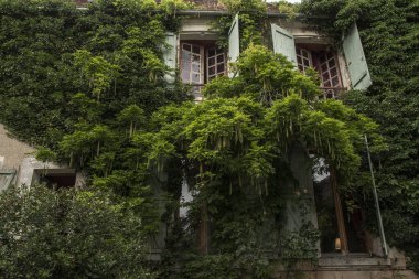 Ivy overgrown the facade, by Pascal Kehl