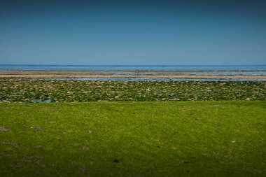 Algae covered sewer pipe at the coast of Ile de Re, France, by Pascal Kehl