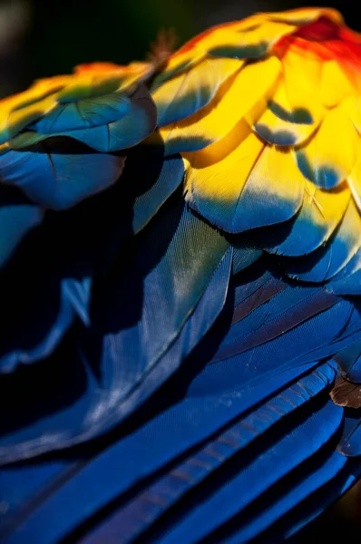 shimmering feather of a parrot, close-up, by Pascal Kehl