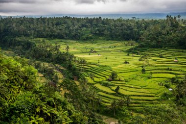 Bali 'de ağır bulutlu yeşil pirinç tarlaları, palmiye ağaçları, Endonezya, Pascal-Kehl