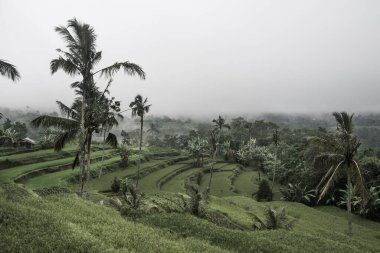 Bali 'de bulutlarda pirinç tarlaları, Endonezya' da palmiye ağaçları, Pascal-Kehl