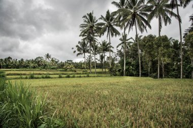 Pascal-Kehl 'in Endonezya' da palmiyeli pirinç tarlası