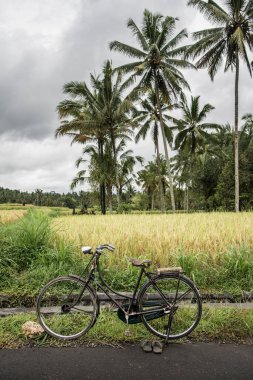 Bali 'deki pirinç tarlasında palmiyeler ve Endonezya' da bir bisiklet Pascal-Kehl