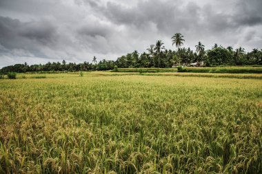 Pascal-Kehl 'in Endonezya' da palmiyeli pirinç tarlası