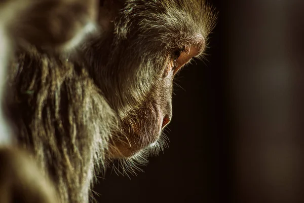 Retrato Macaco Rhesus Sol Rajasthan Índia Por Pascal Kehl Imagens De Bancos De Imagens