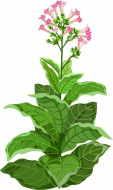 green tobaco plants grow clipart