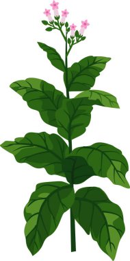tobacco green leaves plants clipart